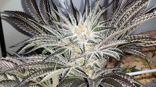 420_evaluations's tweet photo. Regulate your blood sugar with #Marijuana https://t.co/EdDNur0Jvu