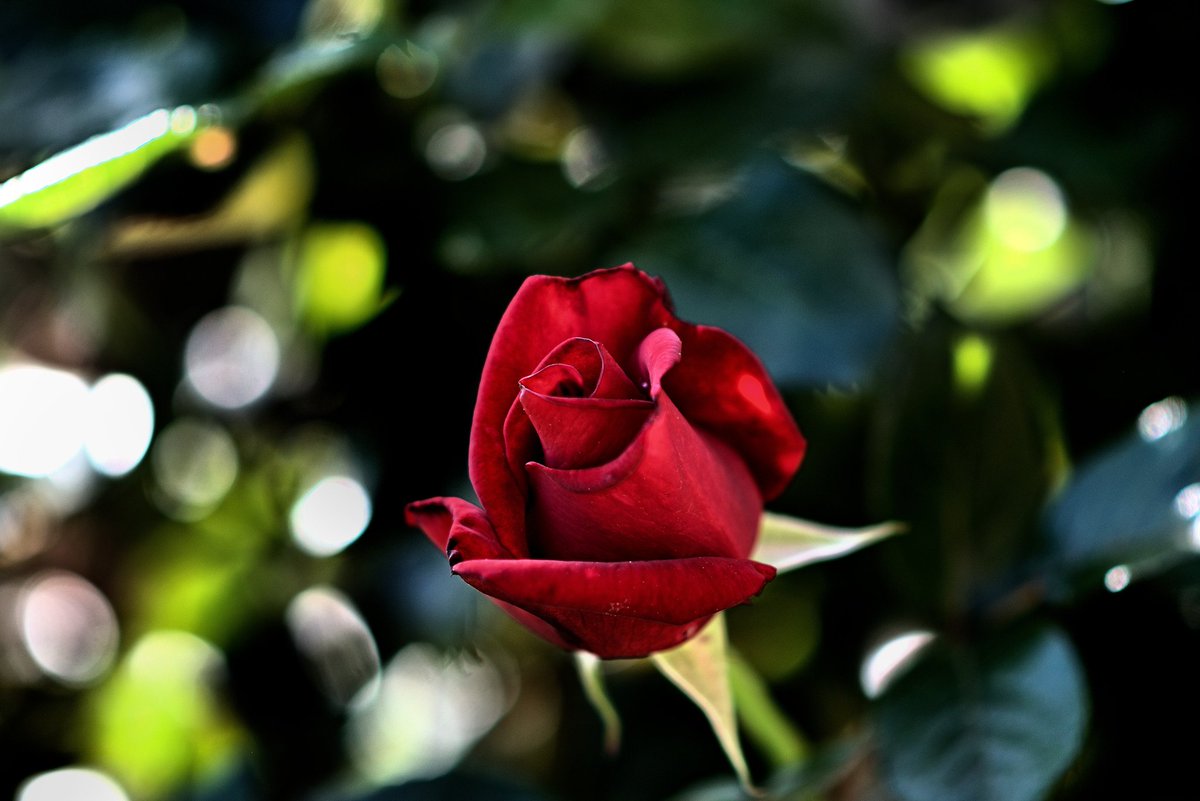 Kievsky4's tweet photo. #RosesCreative #rose #roses #Flowers #FLOWERFLOWER #flower #flowerlover #flower็ฆๅฒกๅบ #flowerใซใฏใขๅคง้ชๅบ #flowerandgarden #flowerstagram #nikond5300 #nikon #photooftheday #photograhy #Photos https://t.co/3Ni7ar6GHY