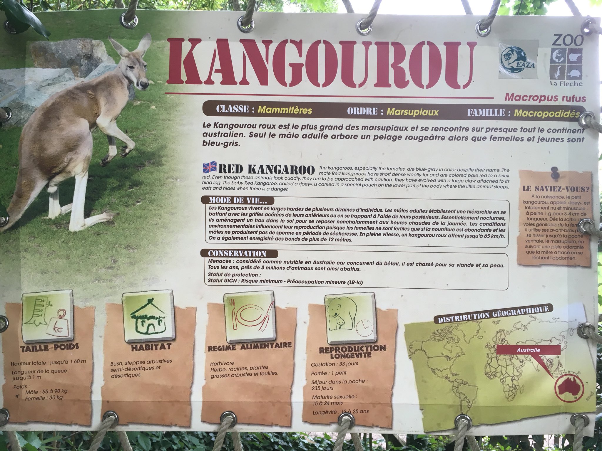 Kangourou Twitter Search Twitter