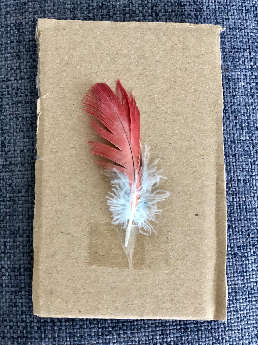 Susanne23481871's tweet photo. @ParrotStanley it has arrived 😍 thank you #Stushy #OllieAid https://t.co/fVl9Ux8pwA