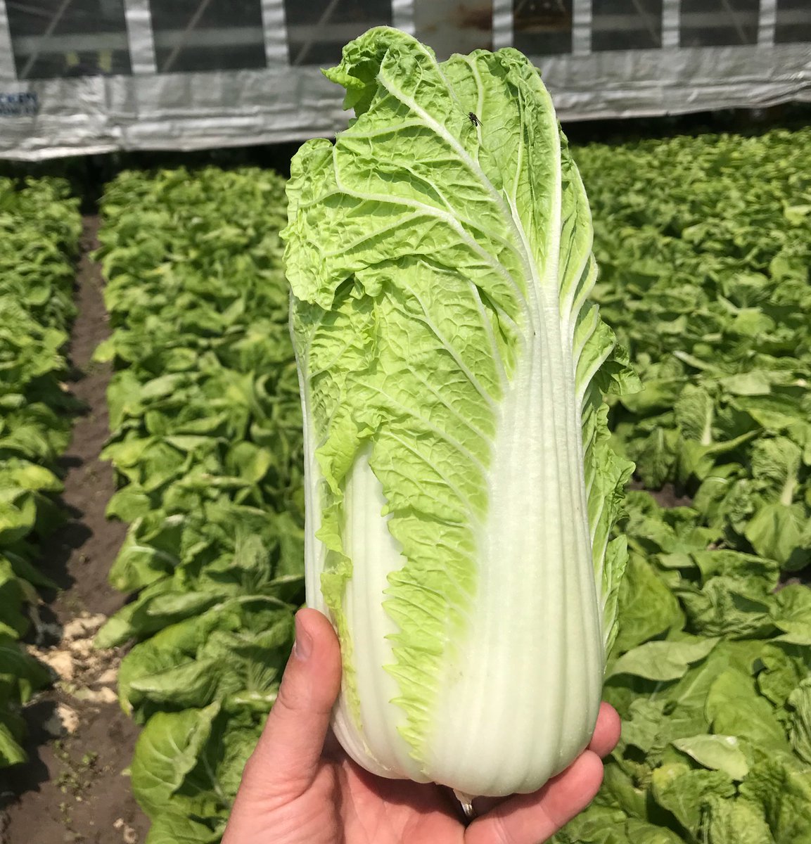 MauriceDeben's tweet photo. Vers van Nederlandse bodem: (h)eerlijke #Chinesekool ras #Manoko van @BejoZaden Mooi gevuld, compact en toch 800 gram https://t.co/X5AKKbmCjq