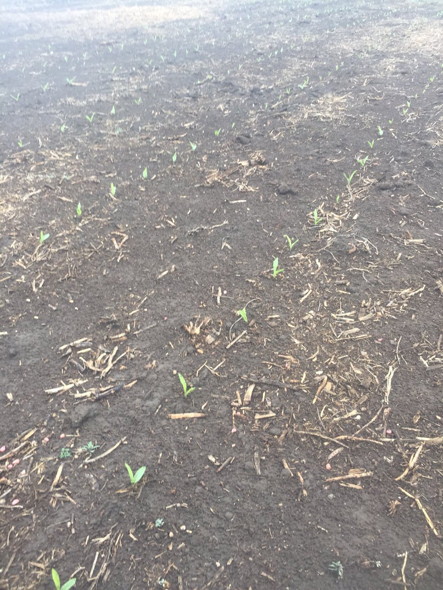 randall_bart's tweet photo. First corn is up!!
#evenemergence #cowchow https://t.co/yyAqbV4cpI
