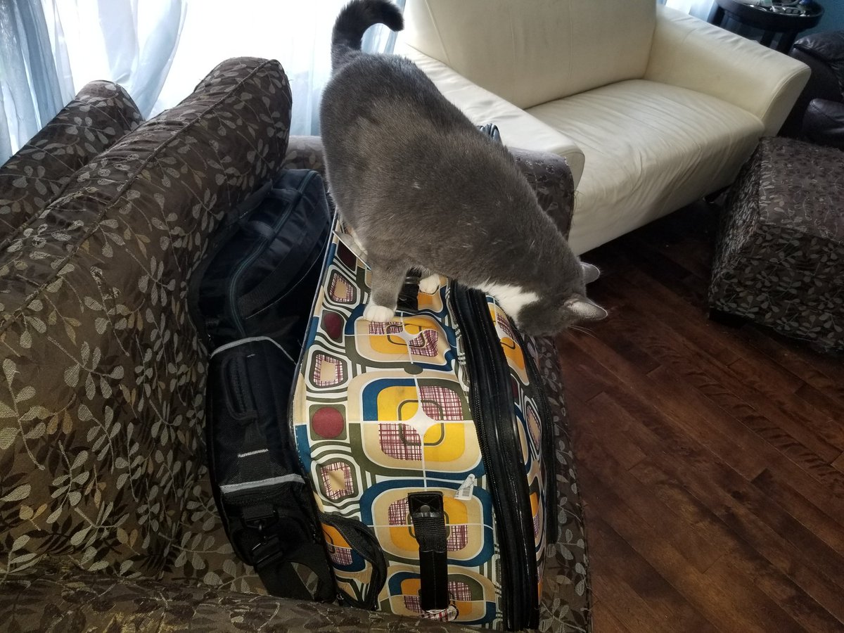 Getting ready to shoot episode 2 today. The cat is inspecting the equipment.