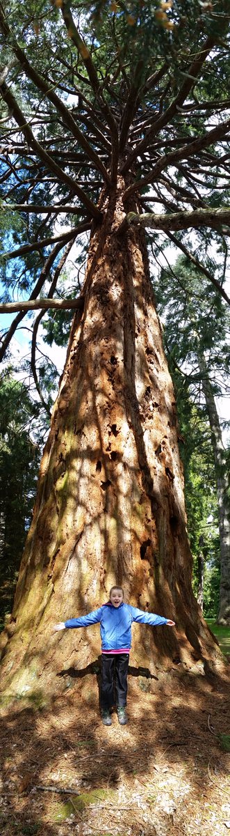 PerthshireCCP's tweet photo. Recent 'bring your child to work day' fun with my special helper keeping me right on GPS monitoring of Tasmanian 'King Billy' pines. The next generation in more ways than one! Huge thanks to the ever-cheery Brian Cunningham @SconePalGarden too for letting us visit the fab pinetum https://t.co/0gxHLhHnhZ