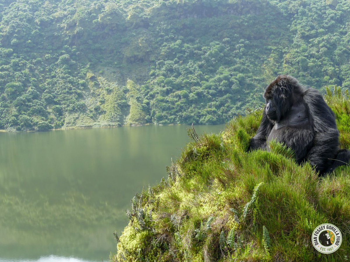 Fossey Gorilla Fund (@SavingGorillas) on Twitter photo 2018-05-11 16:01:15 Looks like Inziza is dreaming about @theellenshow coming to Rwanda! #EllenSavesGorillas #FridayFunday Looks like Inziza is dreaming about @theellenshow coming to Rwanda! #EllenSavesGorillas #FridayFunday