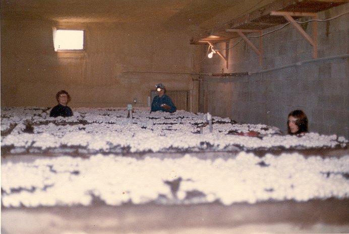 VisitLawrenceCo's tweet photo. The only place in the Northeast where you can ride 200+ feet beneath the earth in the underground mines, surrounded by 140 years of history! This cool "then and now" takes us from Sno-Top Mushroom Farm to Mines and Meadows ATV/RV Resort #NTTW18 #VisitLawrenceCounty #PAHappySnaps https://t.co/aPSyWHLmrn