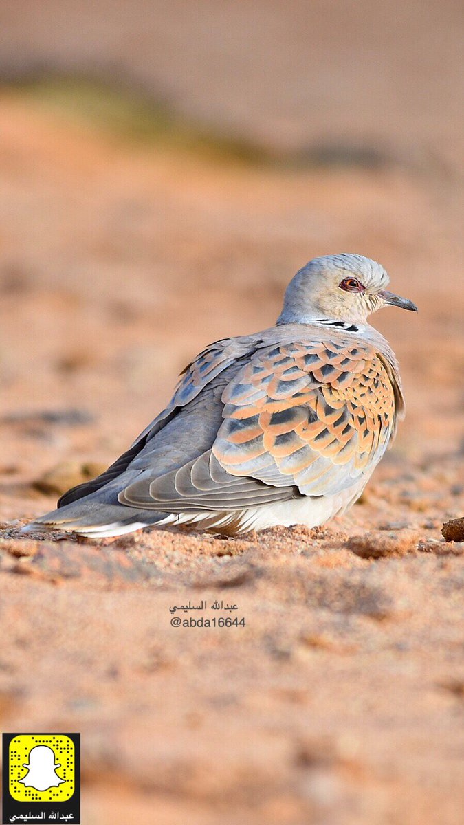 صور جديدة من #تصويري للطائر المهاجر الـ #قمري أو كما يسمى الـ #قميري  أتمنى أن تنال إعجابكم ..

1️⃣