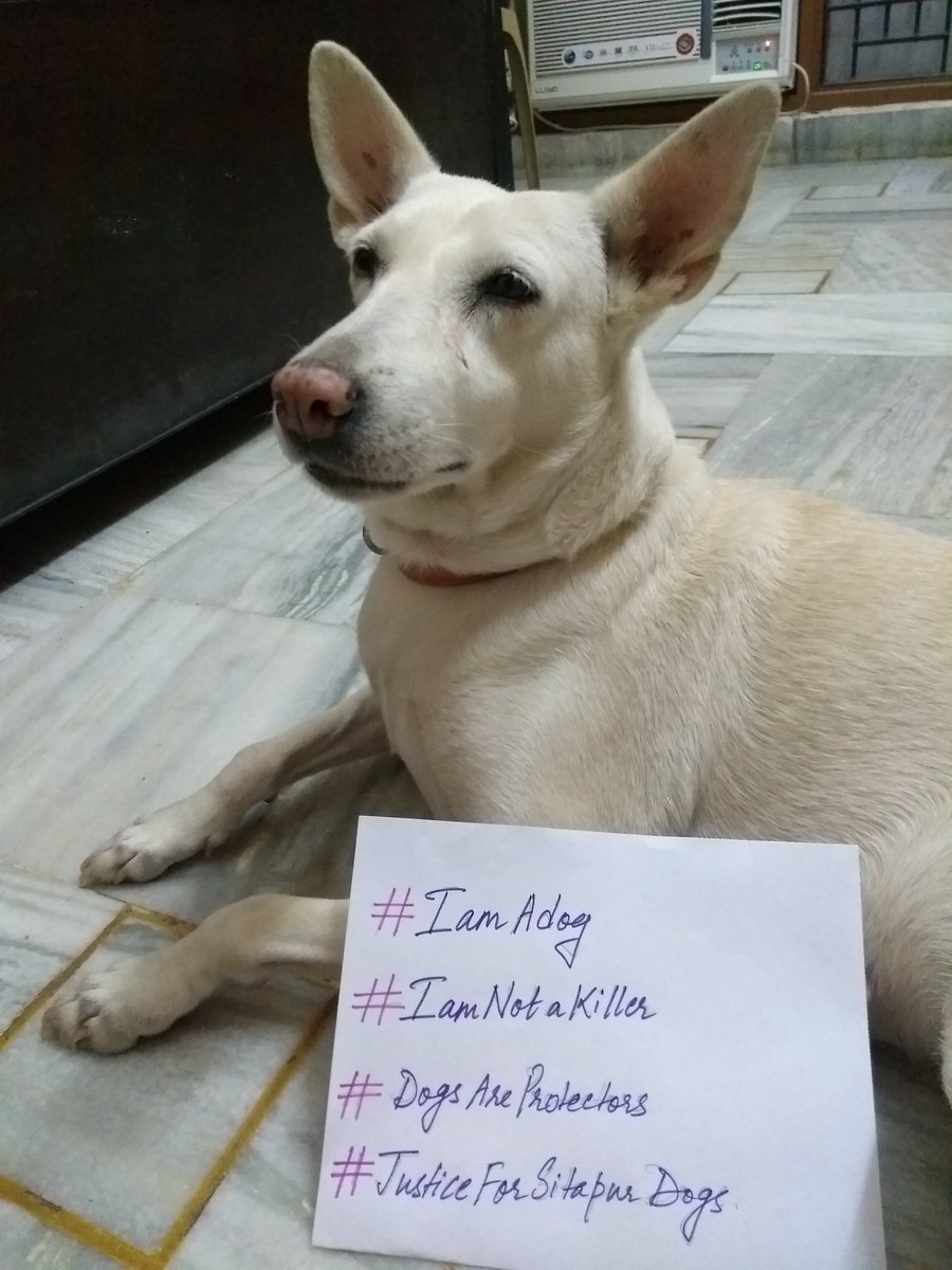 D_Sam86's tweet photo. #IAmADogAndIAmNotAKiller
#DogsAreProtectors
#JusticeForSitapurDogs
#SaveDogsToSaveChildren
#JusticeForSitapurChildren

Copy-paste with ur msg pics, till the mindsets damaged after these attacks understand it loud &amp; clear - Dogs are friends!
@AmarUjalaNews @Interceptors @overto https://t.co/ipmnSBmBCT