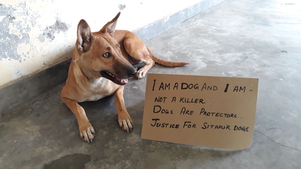 D_Sam86's tweet photo. #IAmADogAndIAmNotAKiller
#DogsAreProtectors
#JusticeForSitapurDogs
#SaveDogsToSaveChildren
#JusticeForSitapurChildren

Copy-paste with ur msg pics, till the mindsets damaged after these attacks understand it loud &amp; clear - Dogs are friends!
@AmarUjalaNews @Interceptors @overto https://t.co/ipmnSBmBCT
