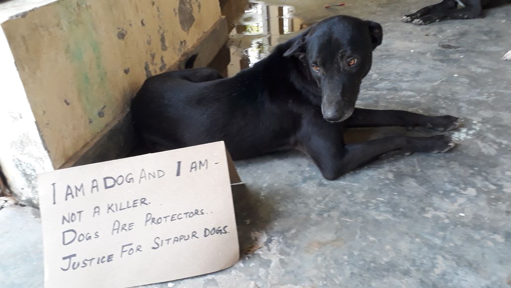 D_Sam86's tweet photo. #IAmADogAndIAmNotAKiller
#DogsAreProtectors
#JusticeForSitapurDogs
#SaveDogsToSaveChildren
#JusticeForSitapurChildren

Copy-paste with ur msg pics, till the mindsets damaged after these attacks understand it loud &amp; clear - Dogs are friends!
@AmarUjalaNews @Interceptors @overto https://t.co/ipmnSBmBCT