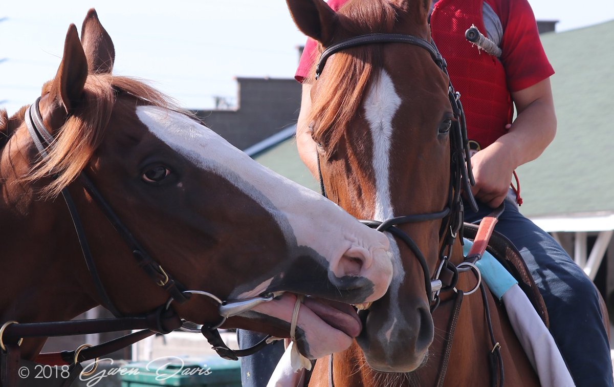 Romansracing's tweet image. The boys seemed to have bonded post-@KentuckyDerby.  #FreeDropBilly #PromisesFulfilled @cyfanatic @TracksideJennie 📸 @InnovationDavis