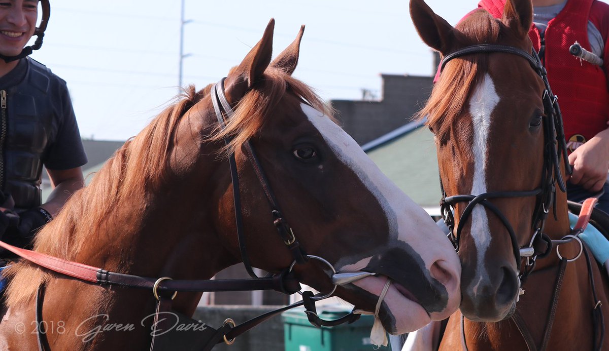 Romansracing's tweet image. The boys seemed to have bonded post-@KentuckyDerby.  #FreeDropBilly #PromisesFulfilled @cyfanatic @TracksideJennie 📸 @InnovationDavis