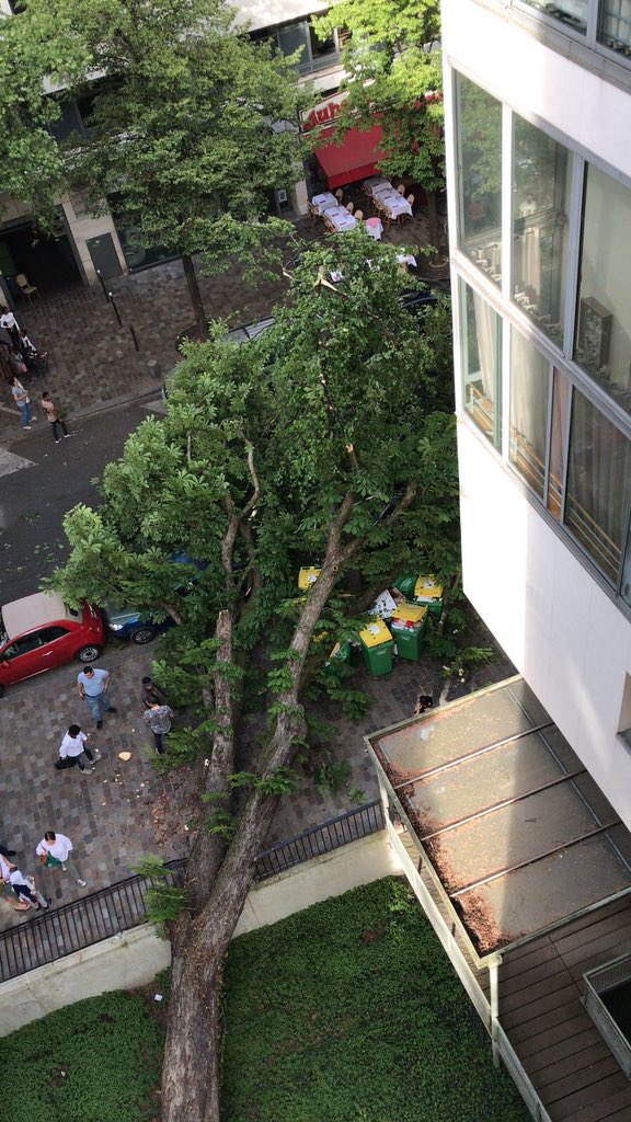 philpanis's tweet photo. Un marronnier s’abat en plein Paris ! Voitures écrasées mais pas de blessés selon les témoins... https://t.co/eFqd13wta7