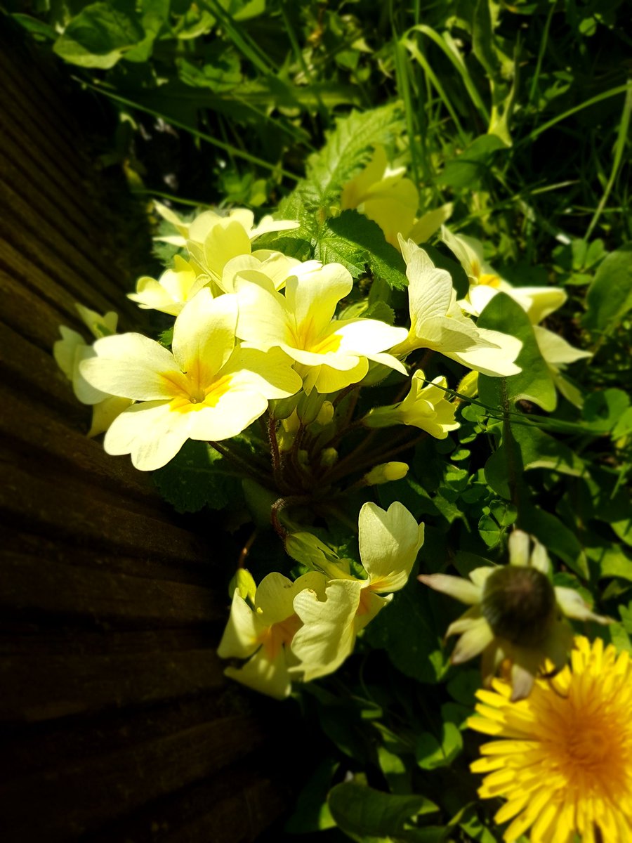 EmmaJaneBailey2's tweet photo. Blooming marvelous https://t.co/eBOTY1L4AT