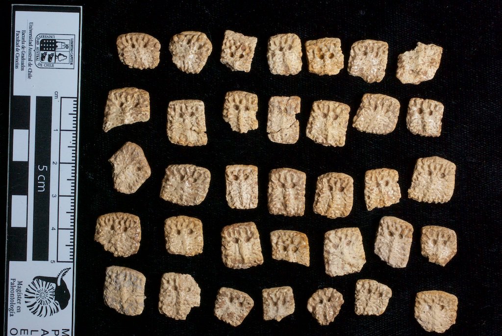 #FossilFriday A handful of #osteoderms from an unnamed middle Miocene horned #armadillo (peltephilid) from Cerdas, Bolivia. Doesn't each one look like little a #PacMan ghost with its two large, eye-like pits? Or maybe a #planaria. Cutest osteoderms around!