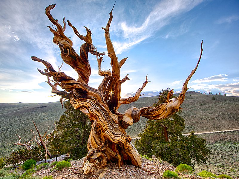 WaterhallJoin's tweet photo. The Bristlecone Pines are the oldest single non clonal organisms alive today the oldest currently being 5067.
It was sprouting around the time they started to build Stone Henge.
#oldtrees #joineryhertfordshire #woodfacts https://t.co/3dnGo78Val