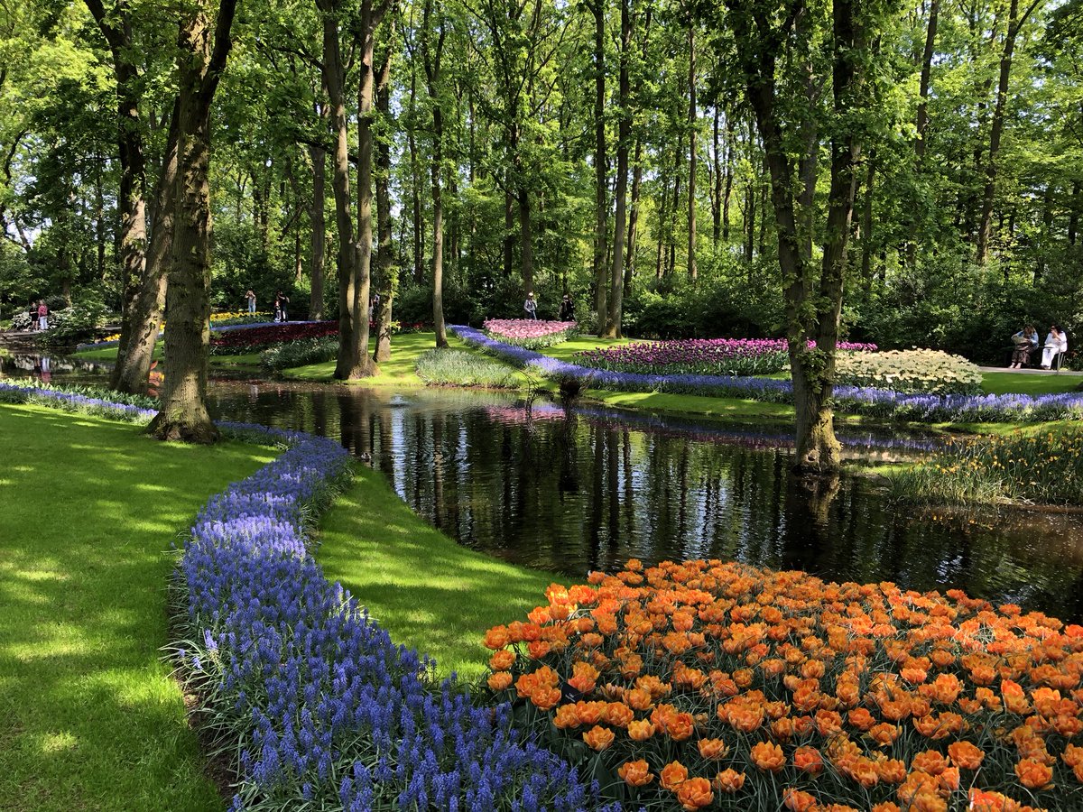 nataliya_lang's tweet photo. #keukenhof #Netherlands #FlowersInThePark https://t.co/B3lnpF11bQ