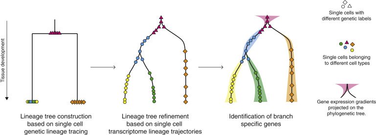 CellStemCell's tweet photo. New Review from Kester and van Oudenaarden "Single-Cell Transcriptomics Meets Lineage Tracing" covers lineage trajectory prediction algorithms, single-cell genetic lineage tracing, and the combination of these techniques in #stemcell and cancer research. https://t.co/r9rKaWRmie https://t.co/wDtBa1JbMj
