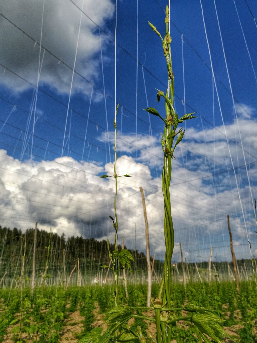 Insane 20cm per day!☝️💪 Spring in full swing ☀️ 😎 #slovenianhops #styrianhops 🇸🇮 🍻 #hopfarming #hopgrowing #hops #Slovenia #forthecraft #StyrianAurora #StyrianGolding #StyrianBobek #SavinjskiGolding #StyrianWolf #StyrianDragon #StyrianFox #StyrianCardinal #StyrianColibri