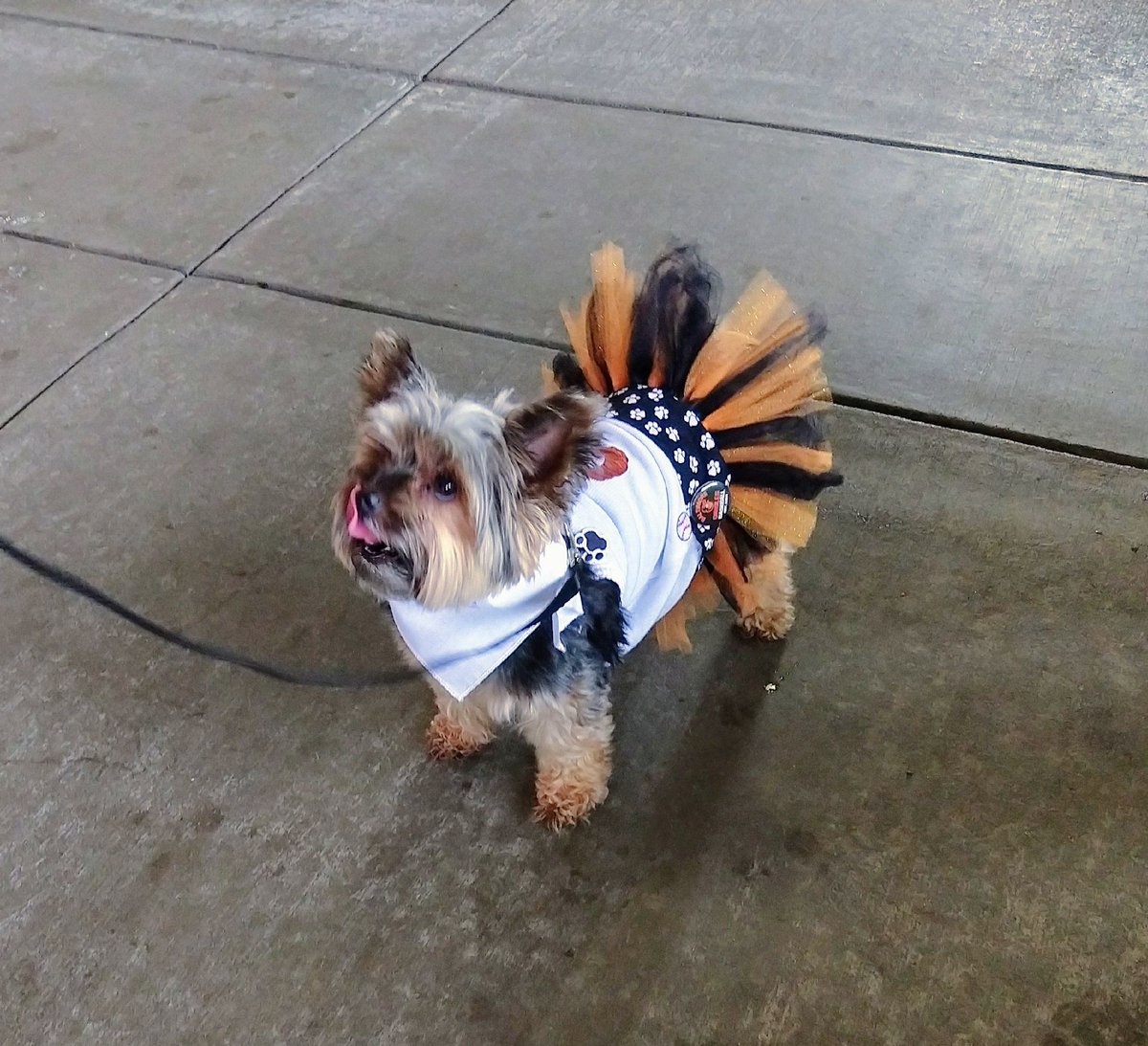 NymeoFCU's tweet photo. We had a great time last night at Bark in the Park with the Humane Society of Frederick County! @FrederickKeys @fchs #nymeo #frederickmd #frederick #pets #barkinthepark #dogs #frederickkeys #baseballfield #animals #events #maryland #petevents #banking #loans #giveaway #gifts https://t.co/XJmvXPCoz5