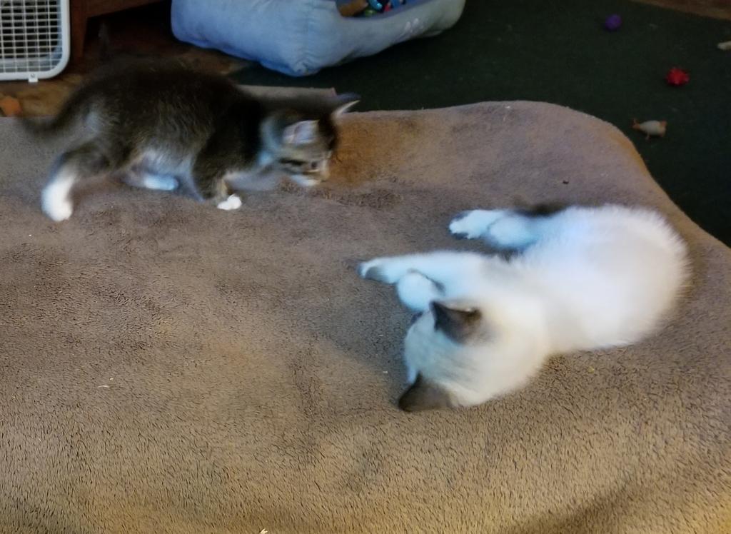 sheryl_monk's tweet photo. The first kittens to scale the foot stool by themselves...#Daryl & #Eduardo @IamPeterZ #TWDFamily #FTWD #KittenGoals https://t.co/o4oAcDm6CR