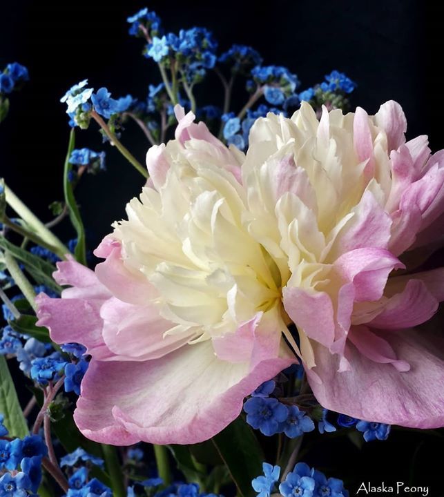 AKpeony's tweet photo. One of the unusual #peony varieties that we carry is #RaspberrySundae. Would you consider this a blush or pink?

 Shipped Nationwide from Alaska July through August!

#peonies #alaskapeonies #alaskapeony #alaskagrown #americangrown #flowerlovers #peoniesaremyfavorite #flower… https://t.co/graMsnKebf