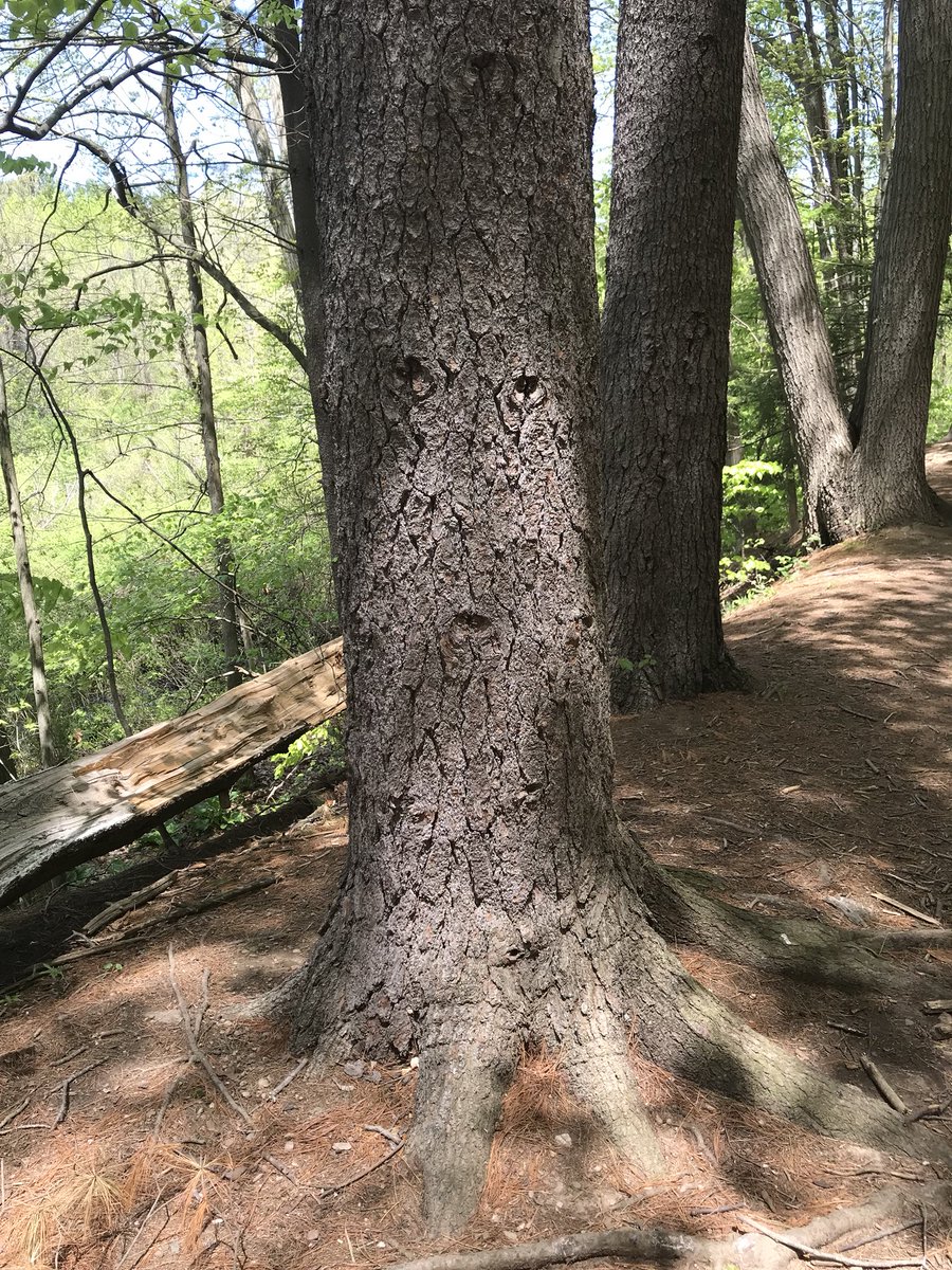 Found this amusing tree on my morning hike today. Anyone else see a face? 🌳 #FridayFeeIing #treehugger #earthdayiseveryday #savethetrees