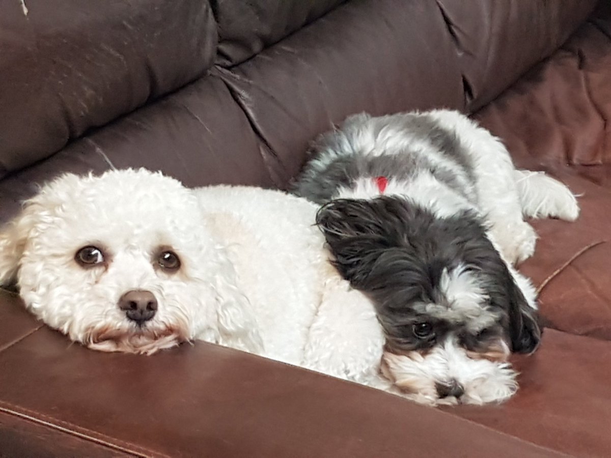 LakesideDogDays's tweet photo. Another lovely week over, better rest the pooches ready for next week! https://t.co/TW6J5a3iqE