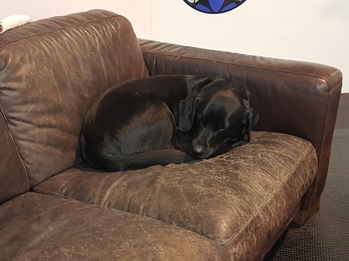 LakesideDogDays's tweet photo. Another lovely week over, better rest the pooches ready for next week! https://t.co/TW6J5a3iqE