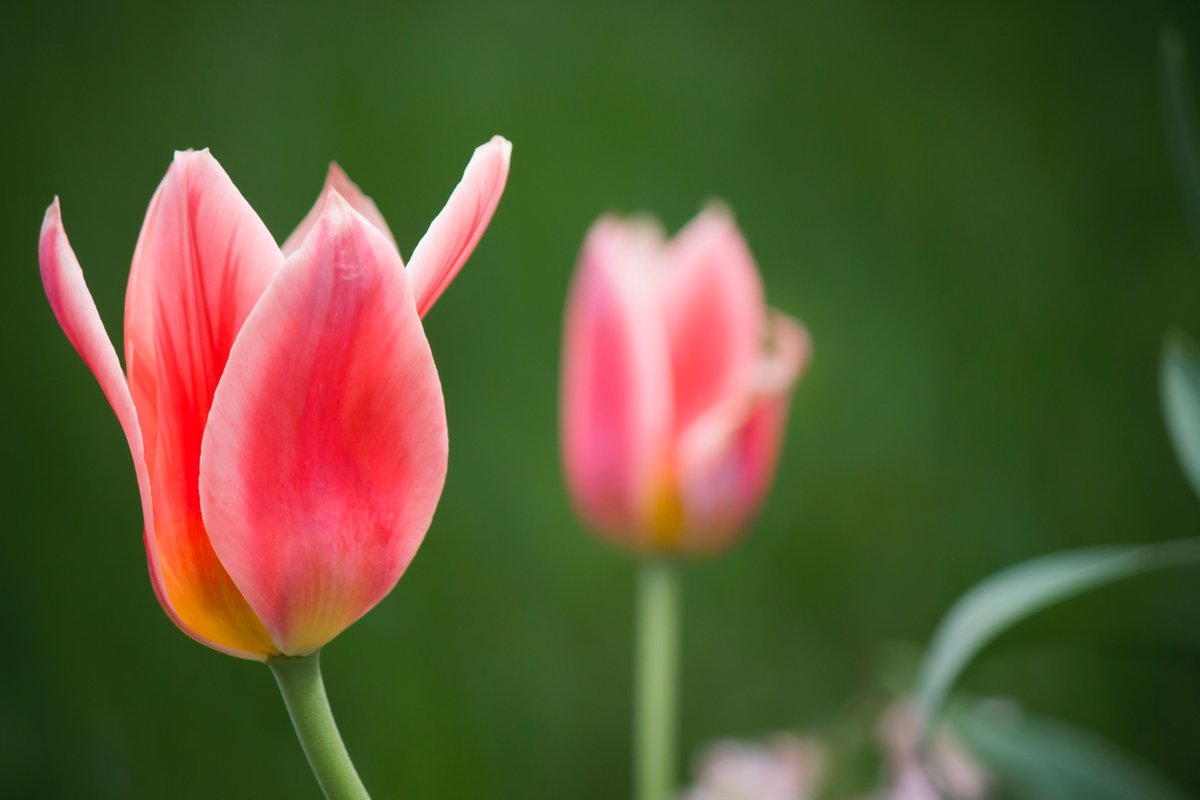 Pauls_Rx's tweet photo. Find the beauty in each day... and in each flower! #TulipTime https://t.co/7F25QLE5NX