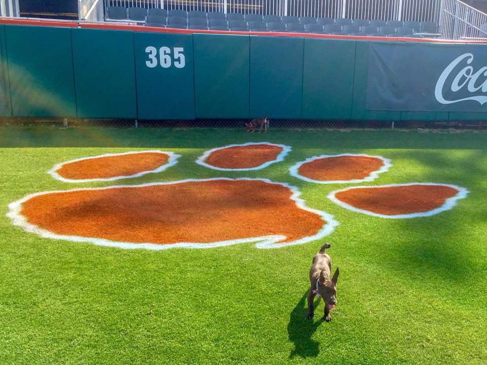 Some lucky pups got to hang with the big dogs! <a href="/ClemsonBaseball/">Clemson Baseball</a>, we think Limerick and Clare helped with the recent wins! 😏🍀 #AdoptDontShop #GoTigers