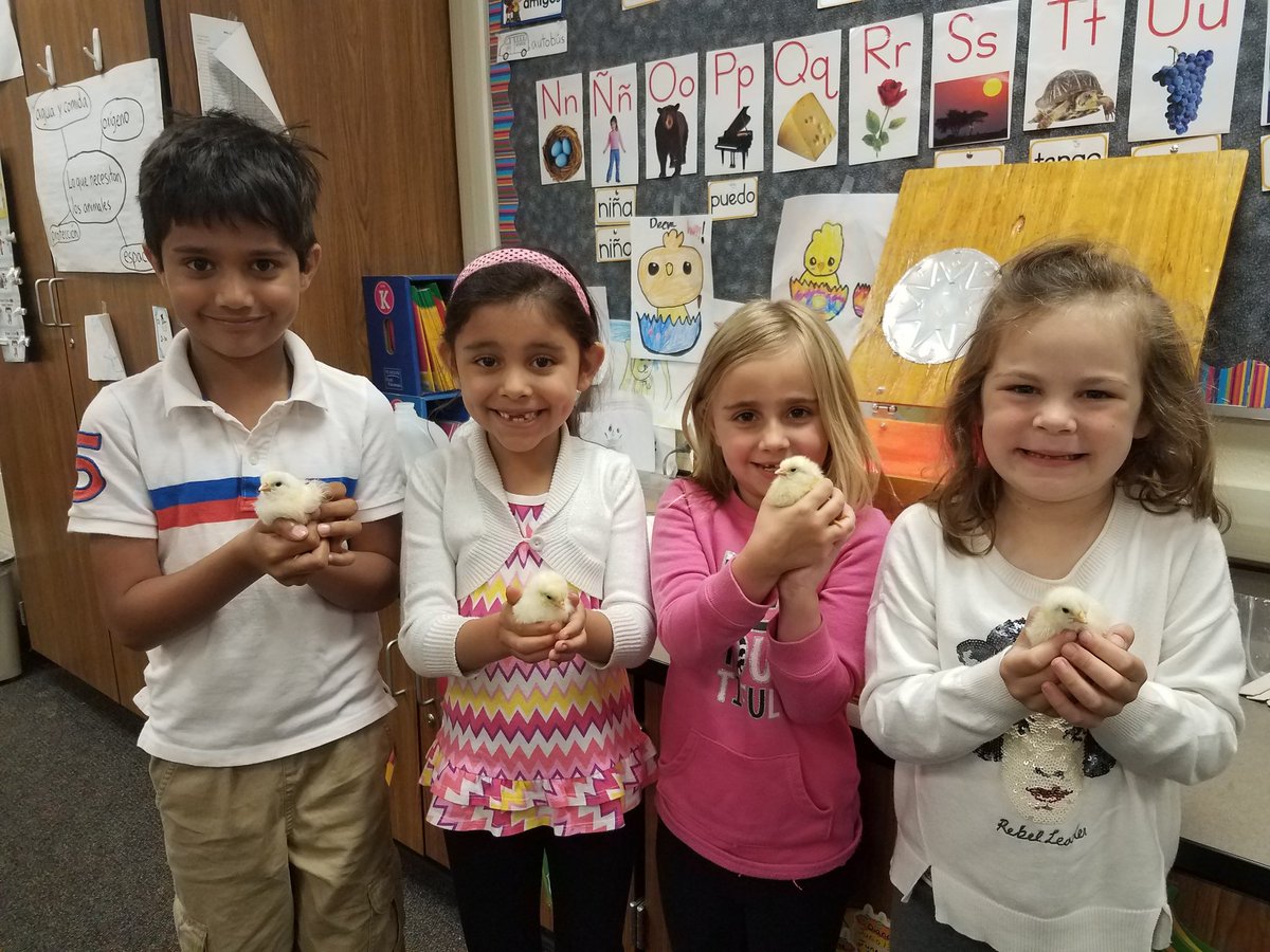VanDyke___'s tweet photo. She would be so proud that I am part of education system that still values this science unit. Thank you D54 for allowing our students to experience this magnificent lesson on life.
These students were SUPER excited! https://t.co/ReZJTmJMw8