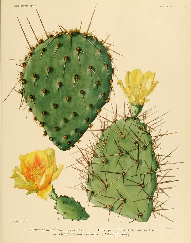 Biodiversity Heritage Library tweet media