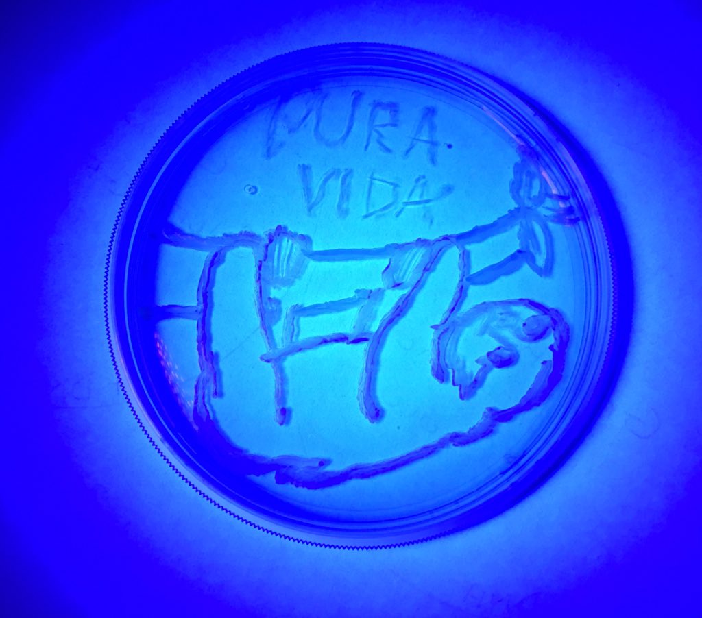 MrsGeorgeOJR's tweet photo. Genetically modified bacterial SLOTH! Pura Vida #Costa Rica #OJRscience https://t.co/uuSmFHemnx