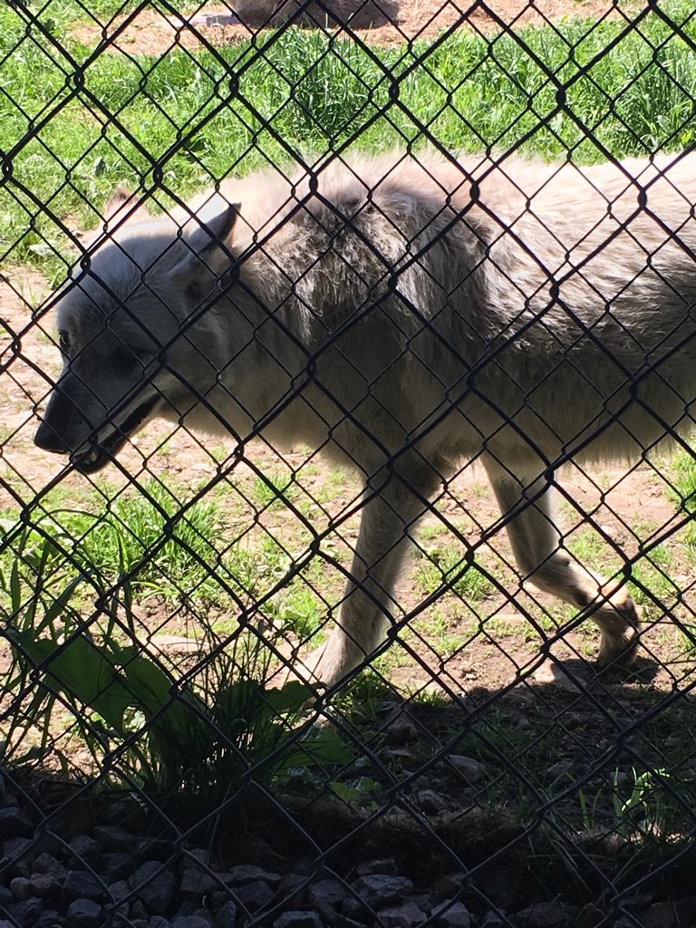 #ThankATeacher Ms. Larue &amp; <a href="/RIFoundation/">Rhode Island Foundation</a> for an amazing trip to Wolf Hollow