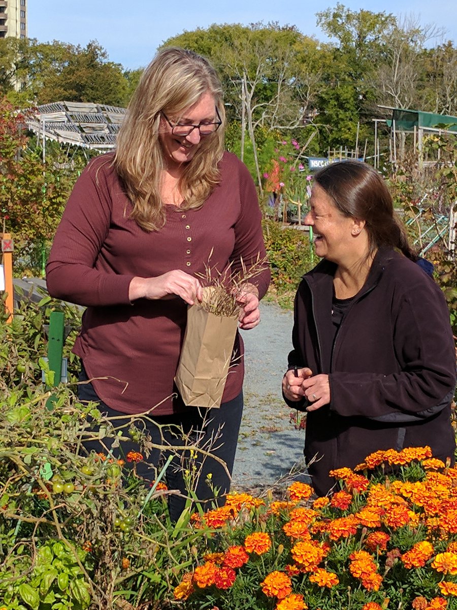 Milena and her friend are pictured together at The Common Roots Urban Farm. They are both laughing together as they harvest the last of Milena's plot. There are bright orange marigolds and green tomatoes in her plot.