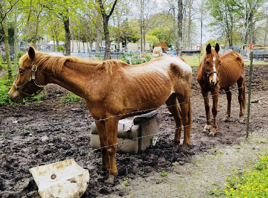 Randy's Rescue Ranch (@SRRandyRanch) | Twitter