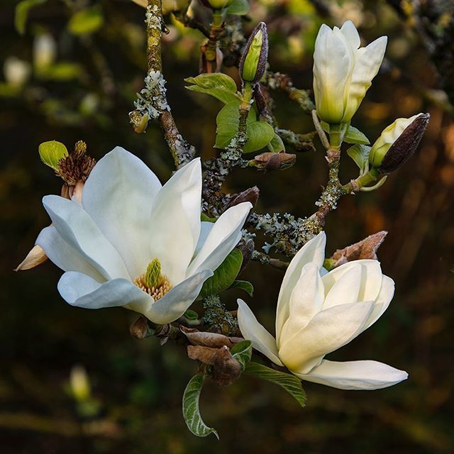 #magnolia by Nigel McCall
-
#aberglasney #flowers #petals #petals_perfection #underthefloralspell #inspiredbypetals #holdthemoments #embracingtheseasons #focusonlife #nothingisordinary #flowerphotography #worldinbloom #bloomingtrees #magnolias #springblo… ift.tt/2rAl5Wf