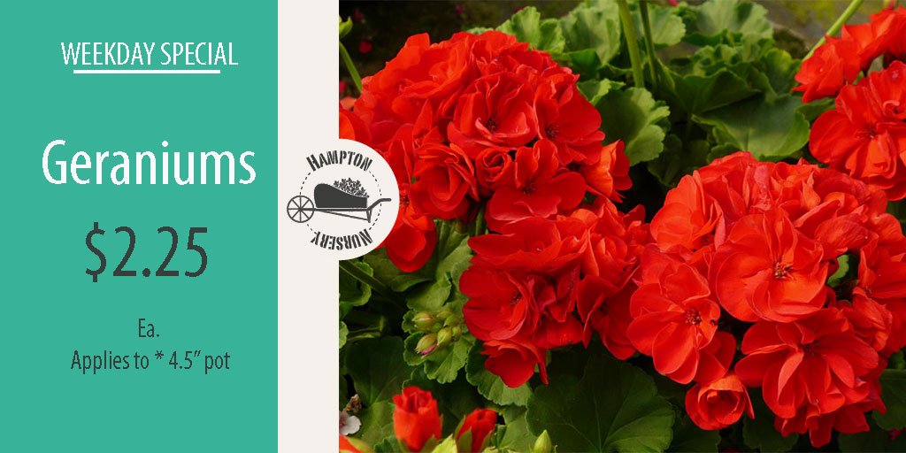 Hampton Nursery (hampton_nursery) Twitter