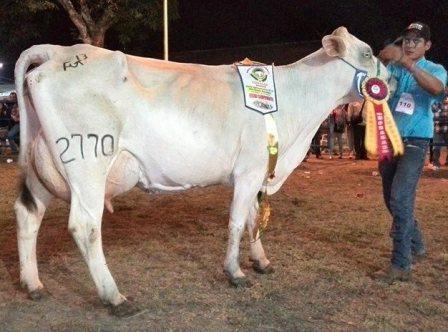 <a href="/RazaCarora/">Raza Carora</a>, venezolana, raza lechera por excelencia, produce y se reproduce en clima tropical, se adapta a estabulación y pastoreo.

Gracias <a href="/GanaderiayAgro/">Ganadería y Agricultura</a>!

#Agriculture #Cattle #élevage #allevamento #agricoltura #Agchat
#Agricultura #Ganadería #Cattle #AgChat