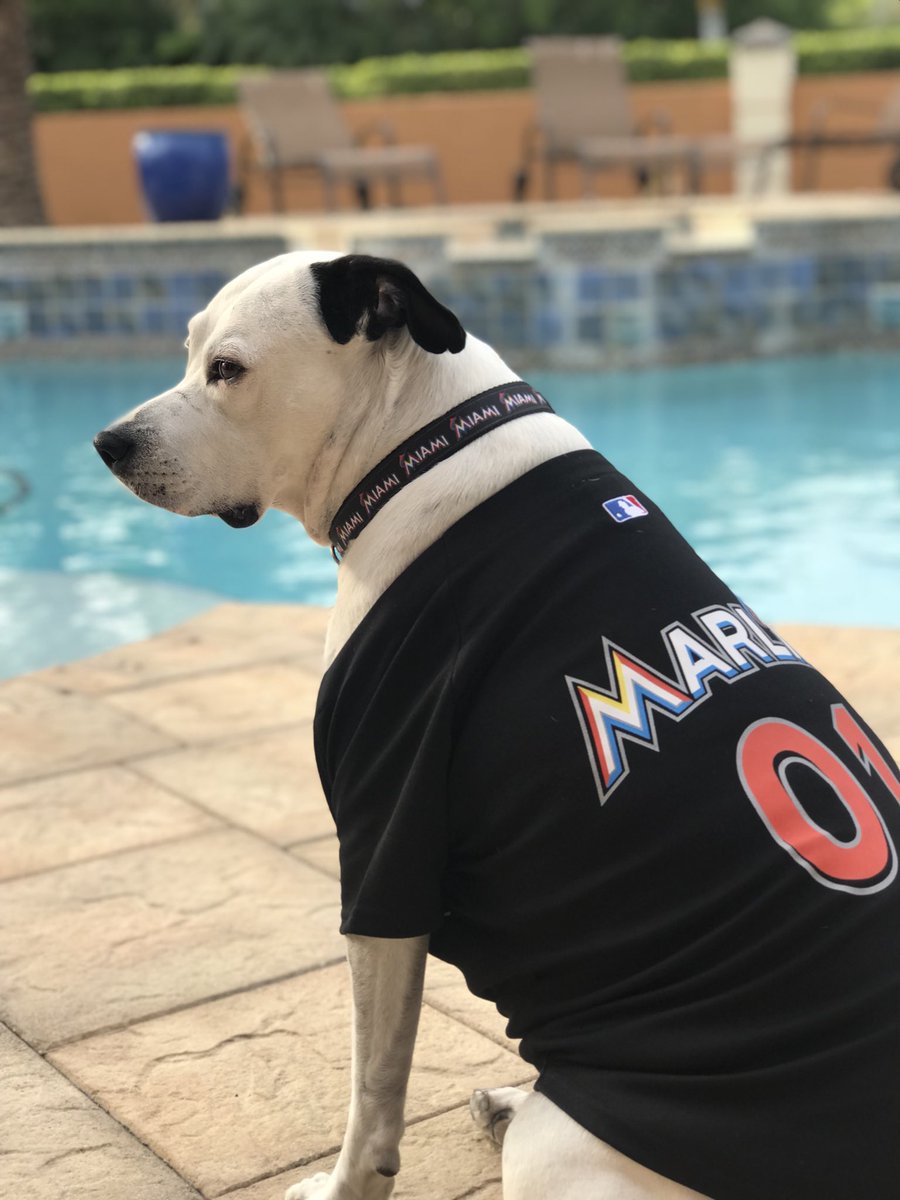 miami marlins dog jersey