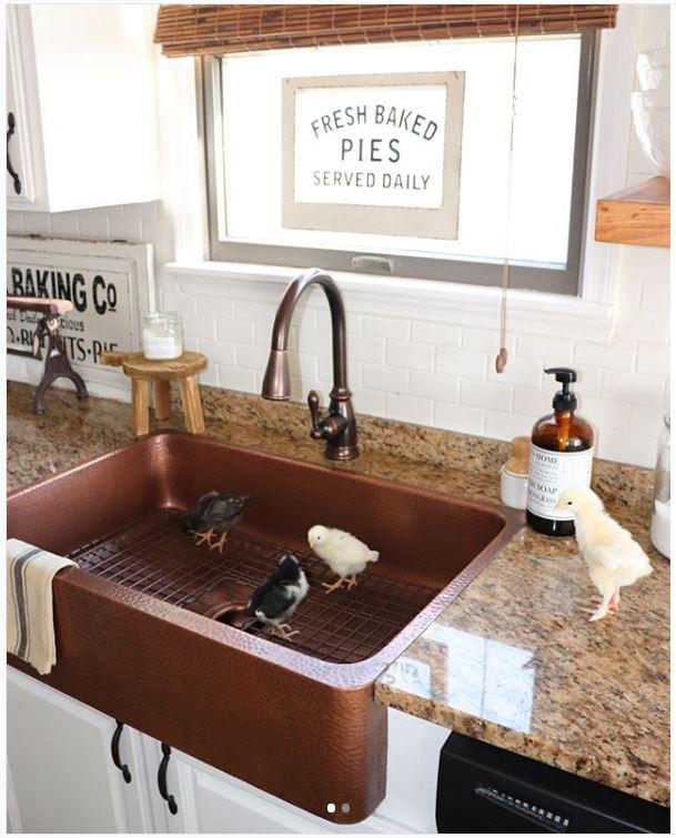 Pfister Faucets A Twitter Randi S Baby Chicks Were The