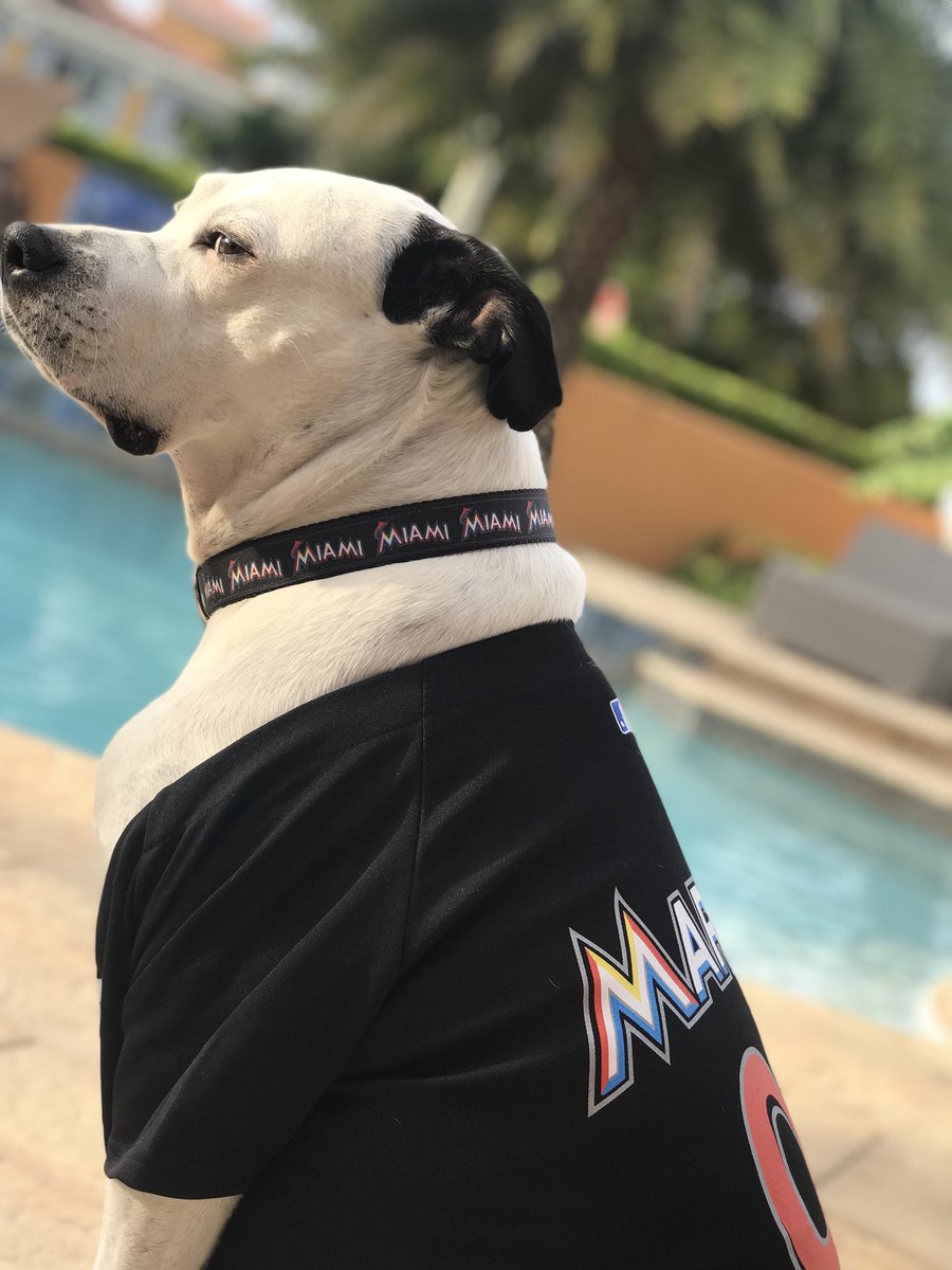 miami marlins dog jersey