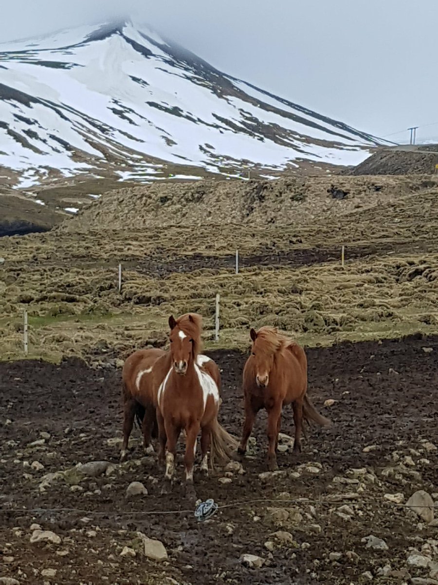 BronsteinShawna's tweet photo. Amazing iceland honeymoon https://t.co/Ux5n90d0xx