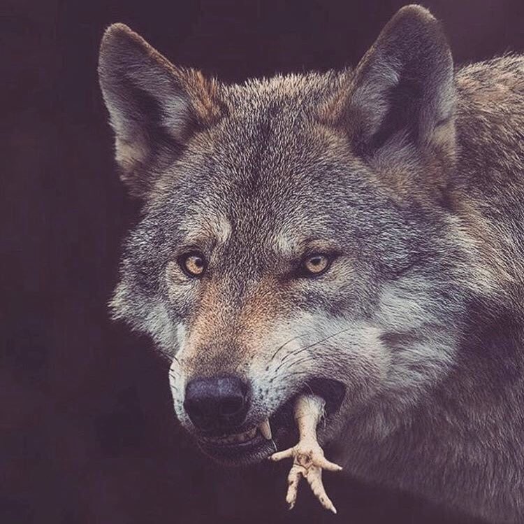 Coach_Hatch's tweet photo. Searching for Wolves who love the HUNT and Love to FINISH! #HOWL19 https://t.co/cTmIAySotl