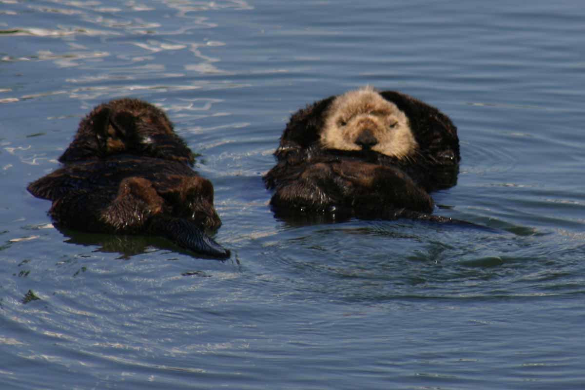 FarallonesNews's tweet image. This is how we're planning on spending the weekend. How about you? 
#restfulweekend #MothersDay

PC: Steve Lonhart / NOAA MBNMS