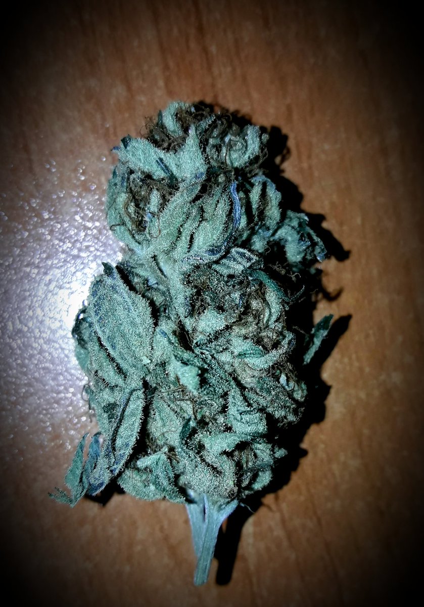 Apez140's tweet photo. #Momentos
De unas Flores de #PhiloBlue paranla Mejor Community de esta Verde Mar, @PhiloSeeds , junto con un Fuerte Abrazo para Tod@s. el #PhiloTeam, imagino Disfrutando a Tope de una Magnífica @expocanamo y de la Belleza de Sevilla, Alegría, Paz y Semis:-))) https://t.co/eFEULVN8RW