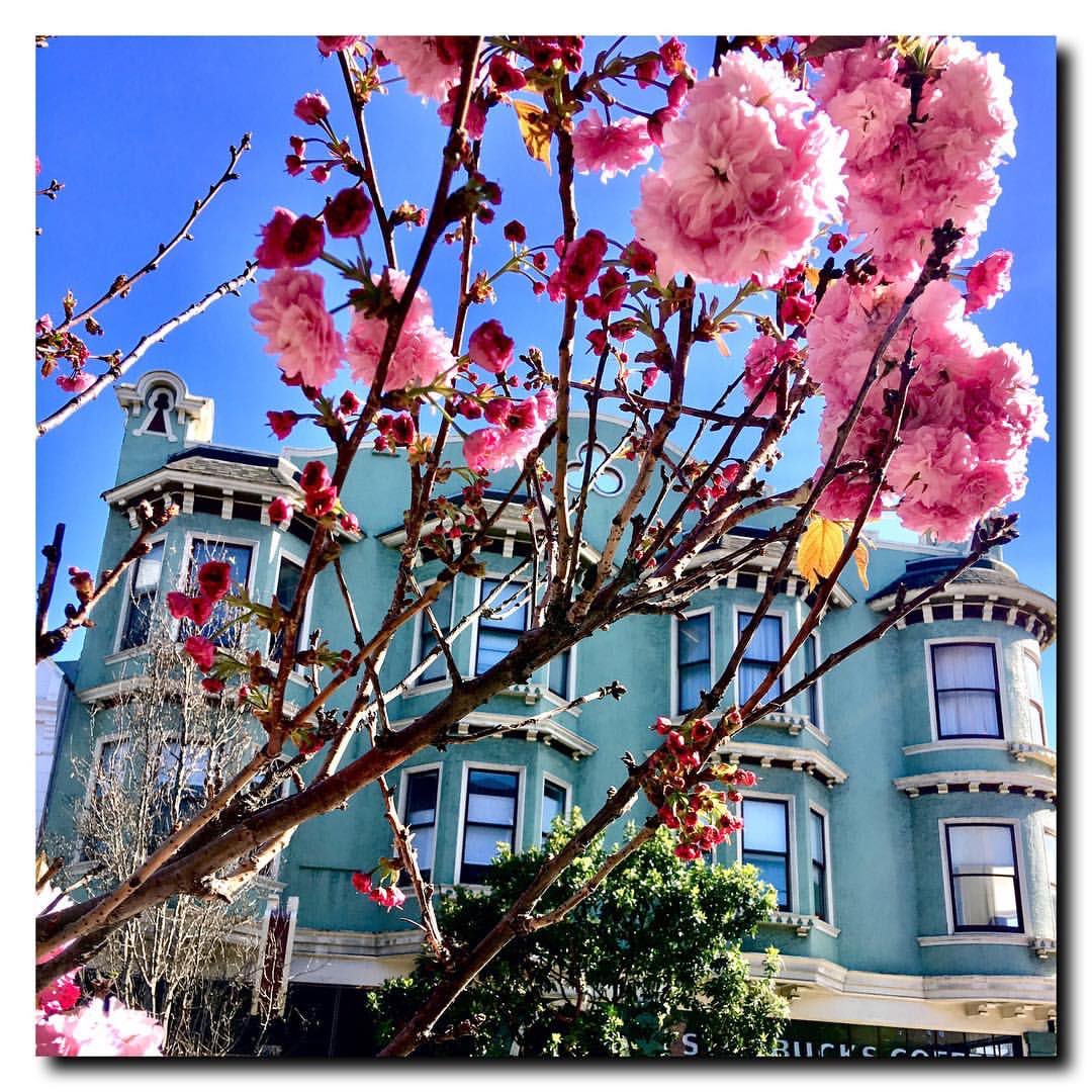 MyFogCity's tweet photo. mizbohemia Noe Valley in bloom...
.
#NoeValley #CherryBlossom #Bloom #Latergram #SF #SanFrancisco #Realtor #RealEstate #ColdwellBanker #CBGlobalLuxurySF https://t.co/9odICBfTPb