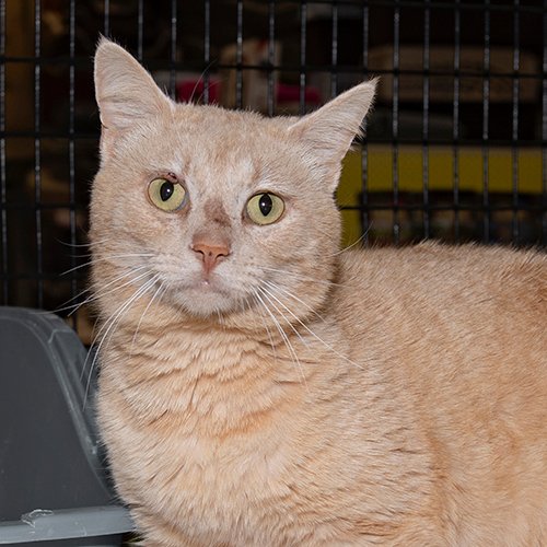 pet supermarket cats