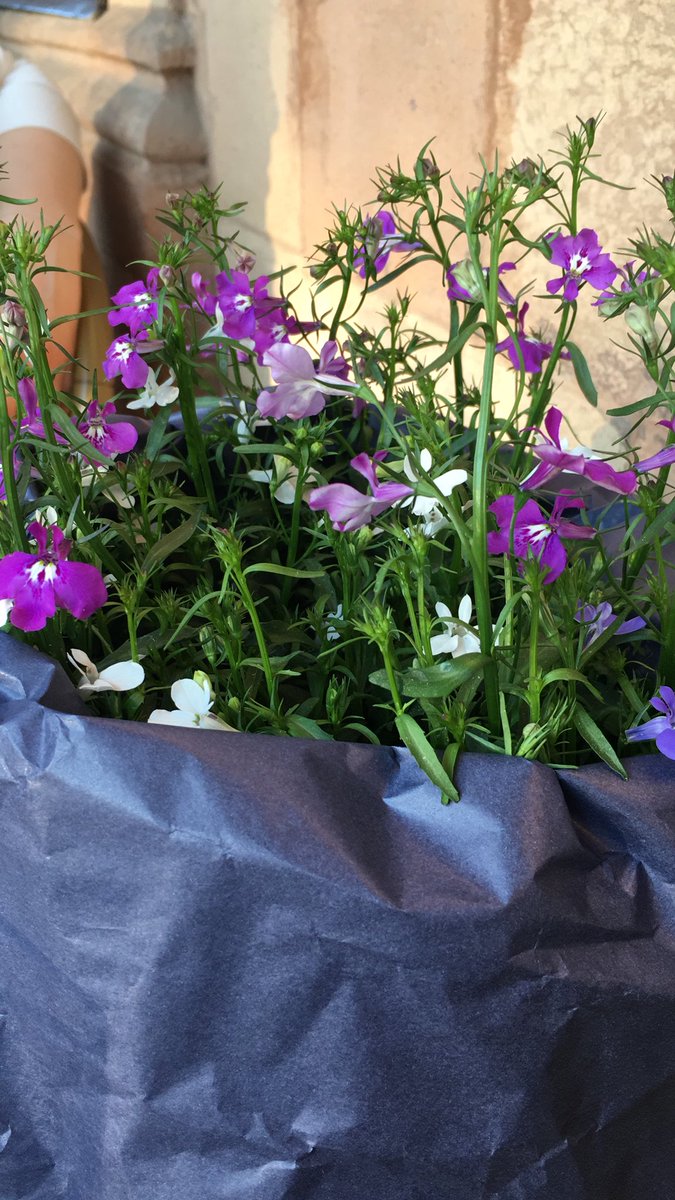 ‘Wieso bekomme ich für mein Bloggertreffen Blumen? Das gehört doch zu meinem Job!’ 
Kollege: ‘manchmal gehört er zu meinem Job, meiner engagierten Kollegin Blumen zu schenken.’
#pippiindenaugen
